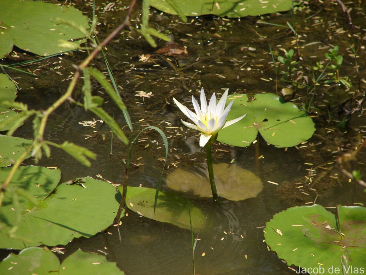 Nymphaea nouchali var. nouchali Burm.f.